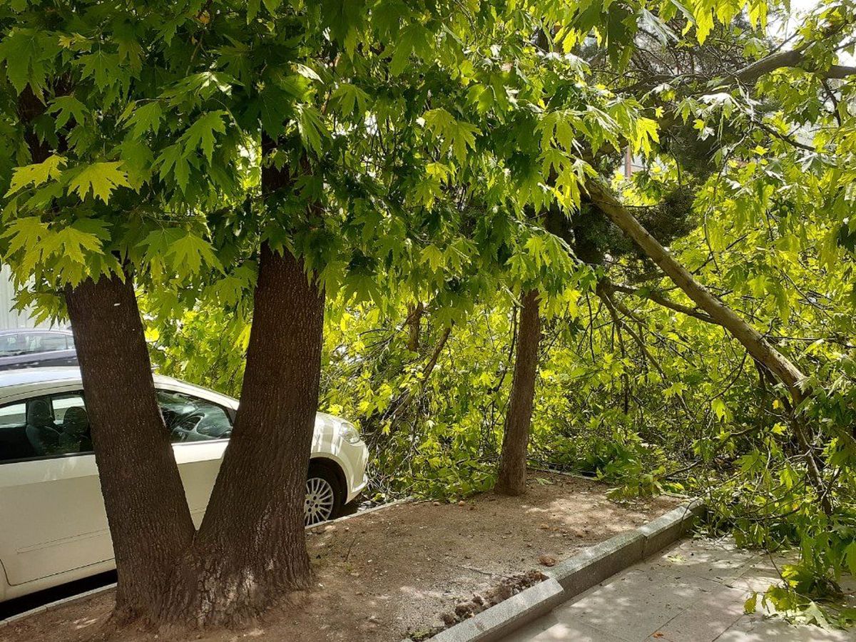 Başkent\'te üzerine ağaç devrilen vatandaş yaralandı