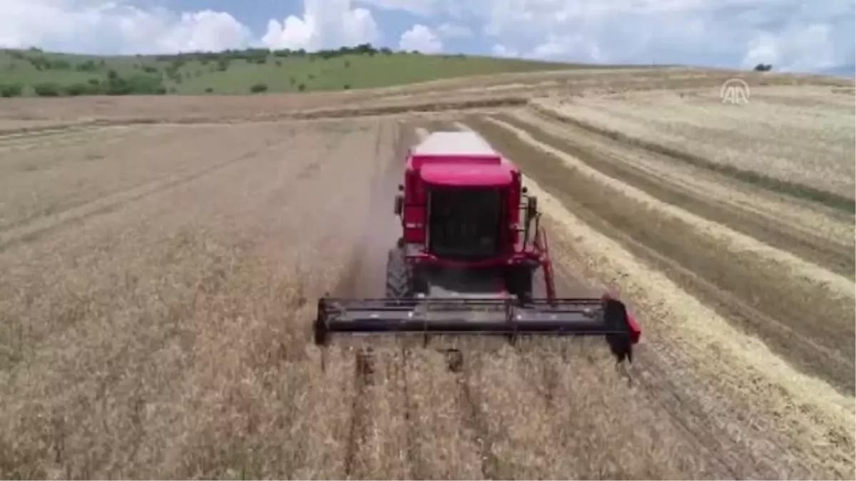 Buğday hasadında verimli yıl