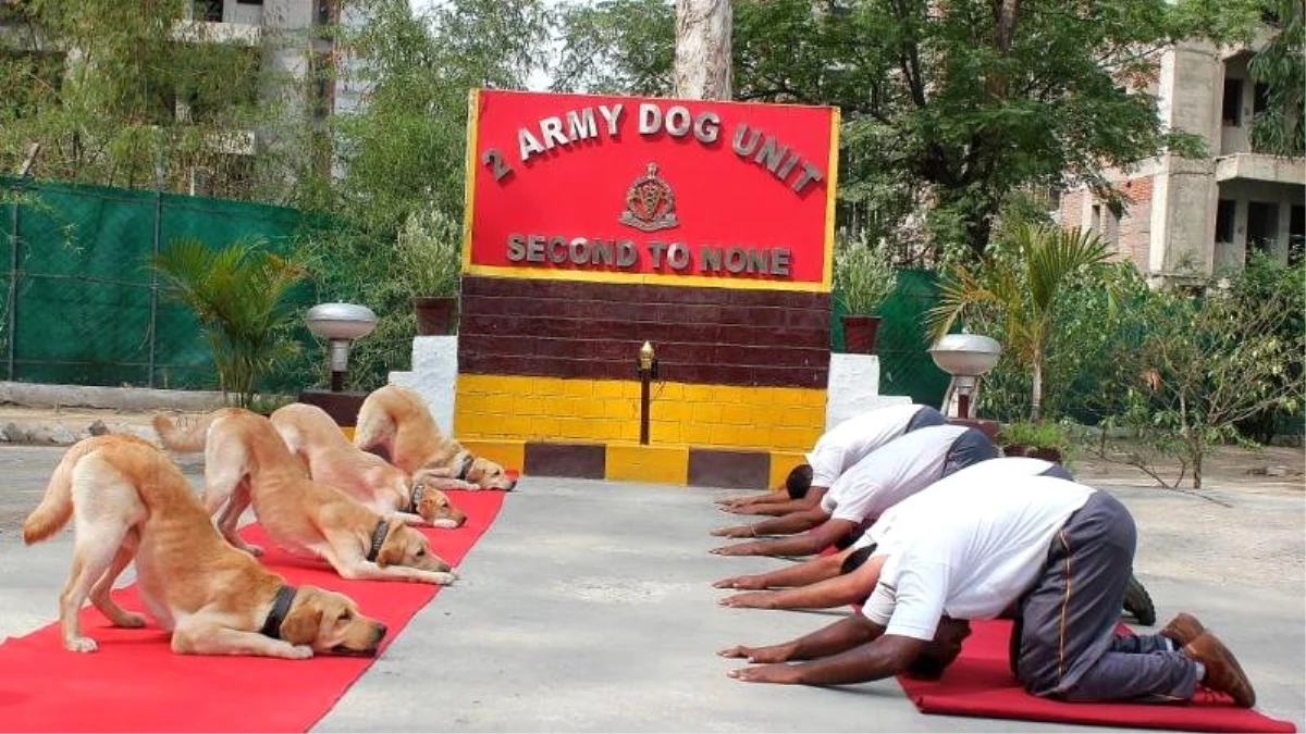 Dünya Yoga Günü: Hindistan\'da Başbakan\'dan ordu köpeklerine kadar herkes meditasyonda