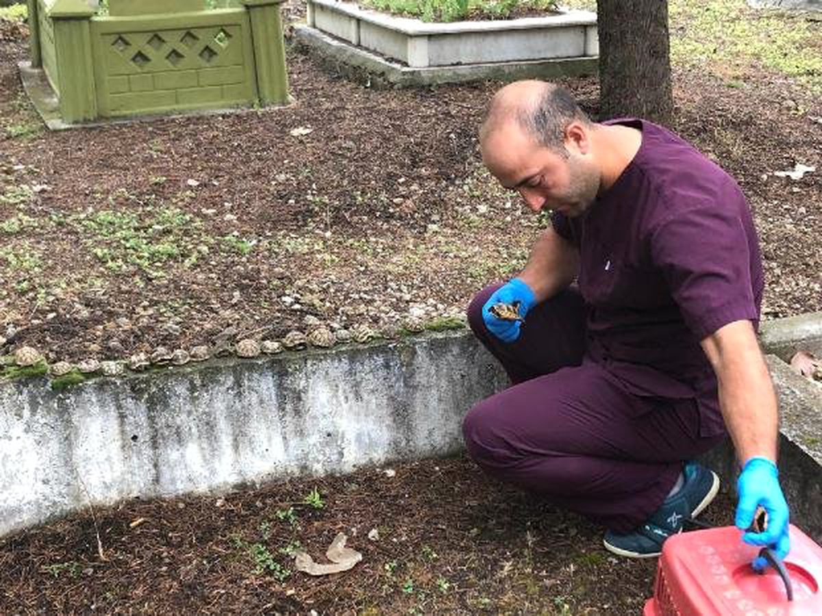 Mezarlıktaki kaplumbağalar, hava şartları ve kuşlar yüzünden telef olmuş