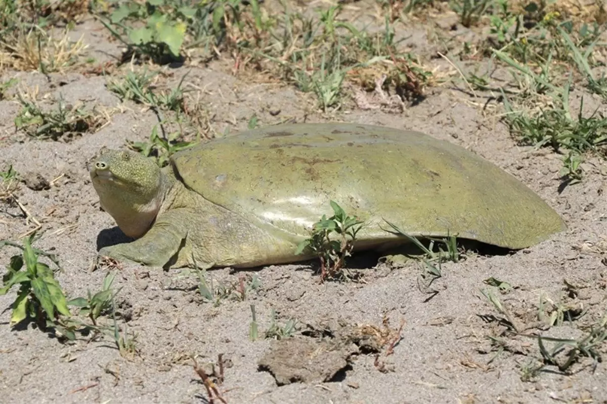 Nesli tükenmek üzere olan Fırat kaplumbağası bulundu