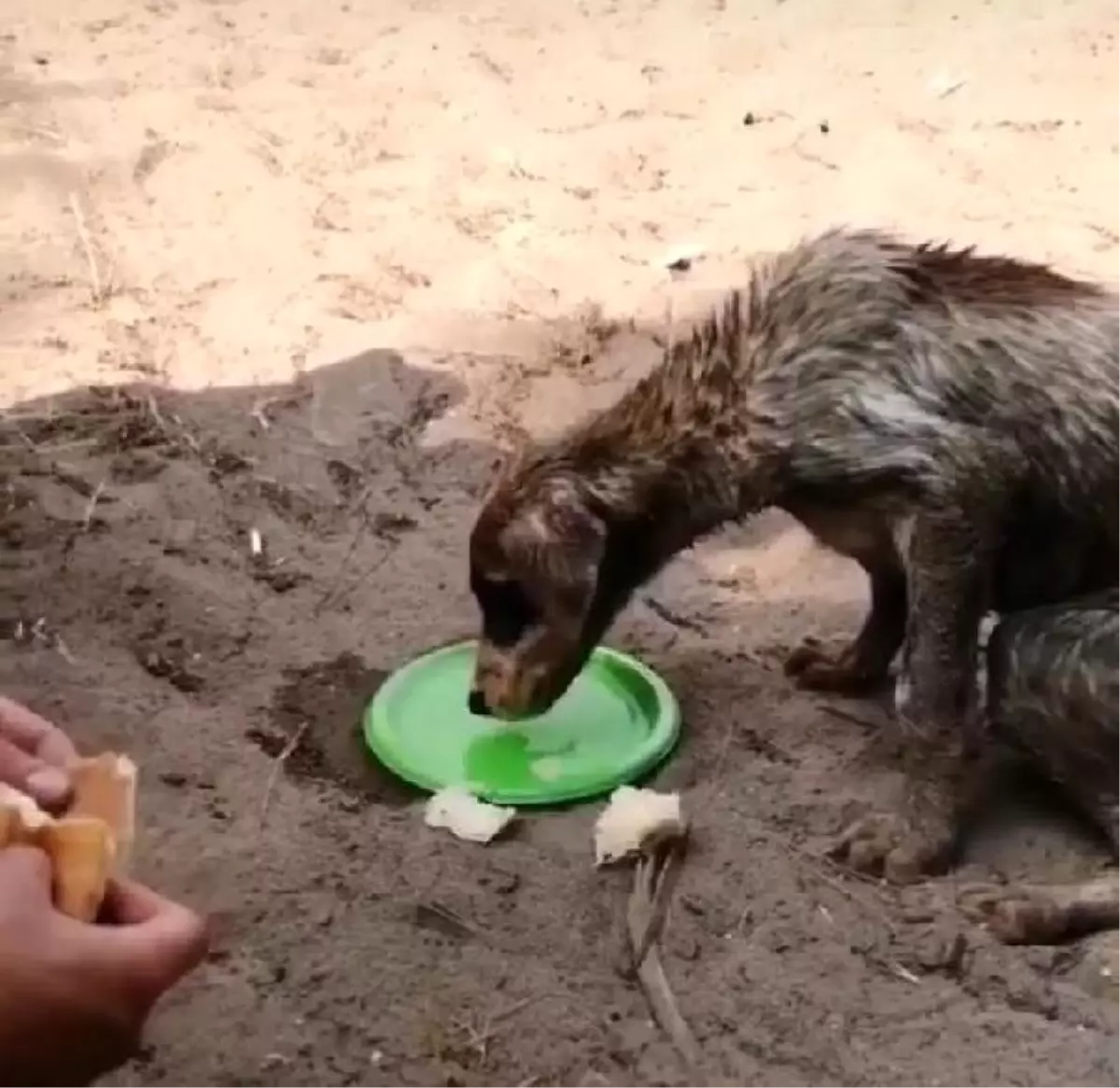 Ormanlıkta çuval içinde biri ölü, diğeri ölmek üzere olan iki köpek bulundu