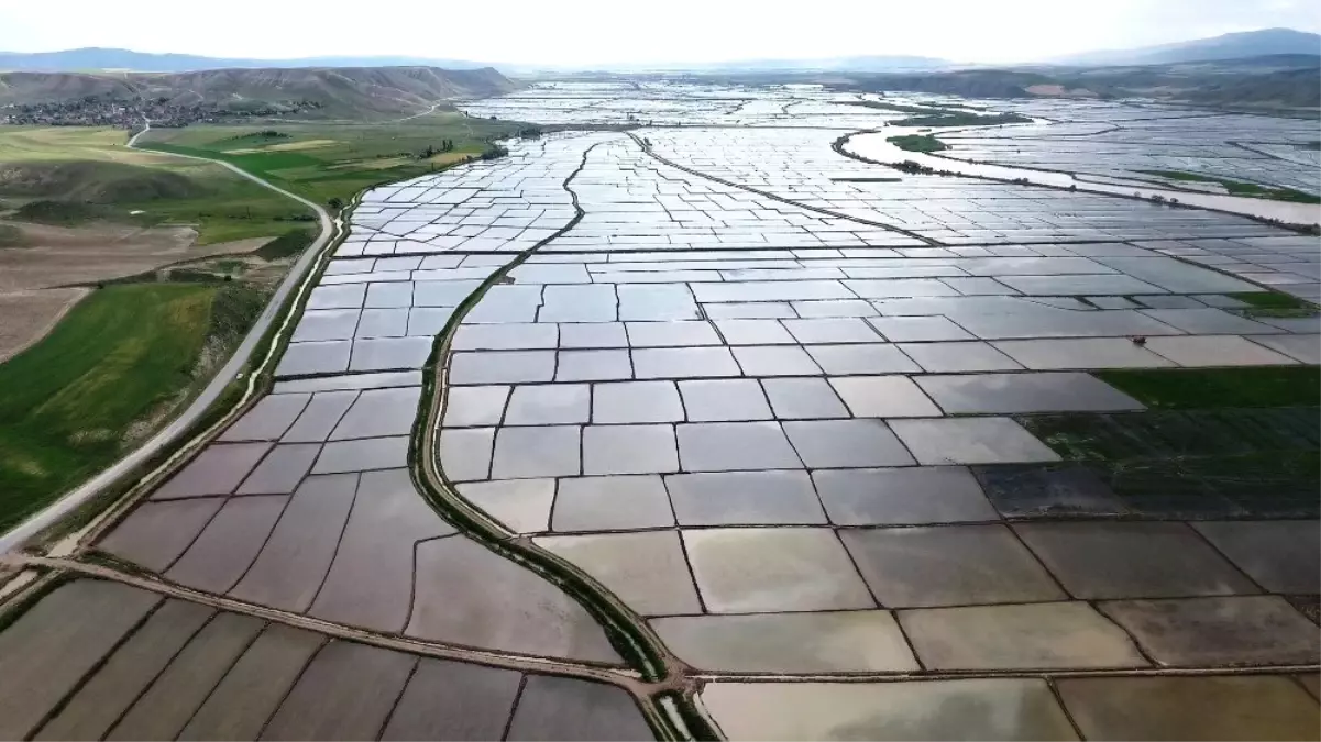Beyaz altın tarlaları havadan görüntülendi! Ortaya kartpostallık görüntüler çıktı