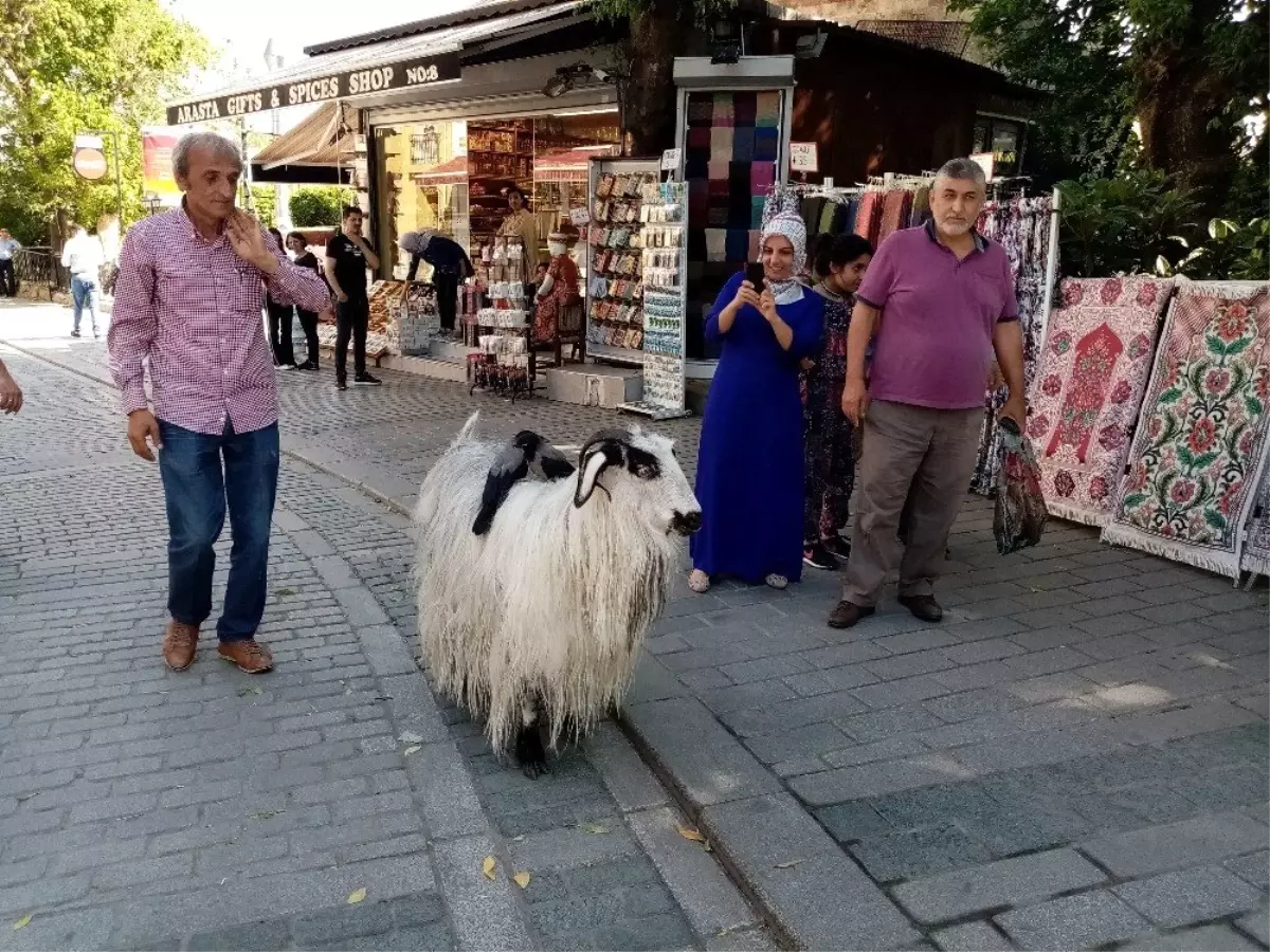 (Özel) Yanından ayırmadığı keçisiyle evcilleştirdiği kargaları arkadaş oldu