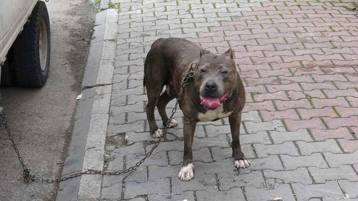 Polis ile köpek hırsızları arasında kovalamaca