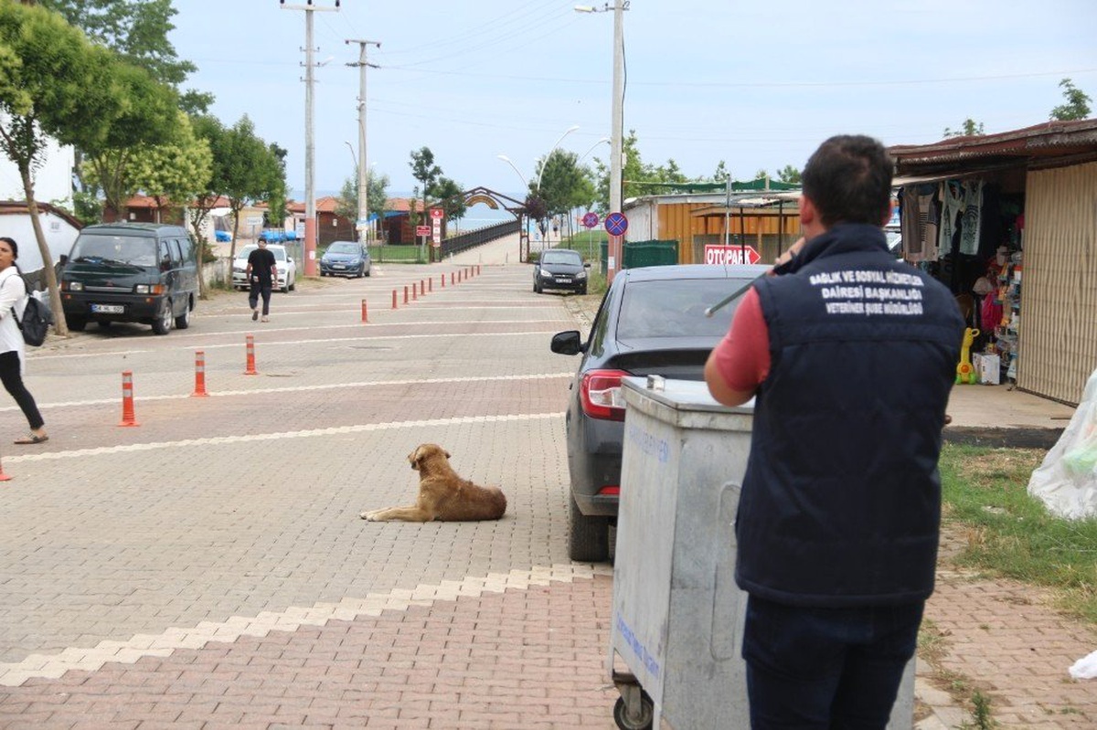 Tatil beldelerindeki sokak köpeklerine sağlık denetimleri