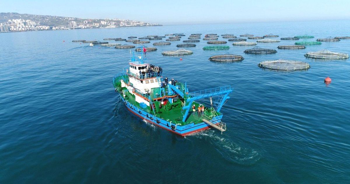 Trabzon\'da kafes balığı üretiminden yaklaşık 30 milyon dolarlık döviz girdisi beklentisi