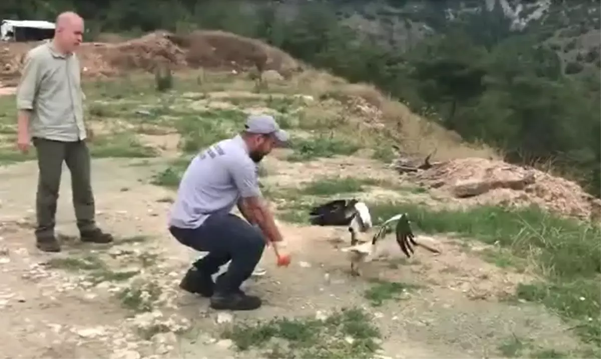 Yaralı Mısır akbabası tedavisini ardından doğaya salındı