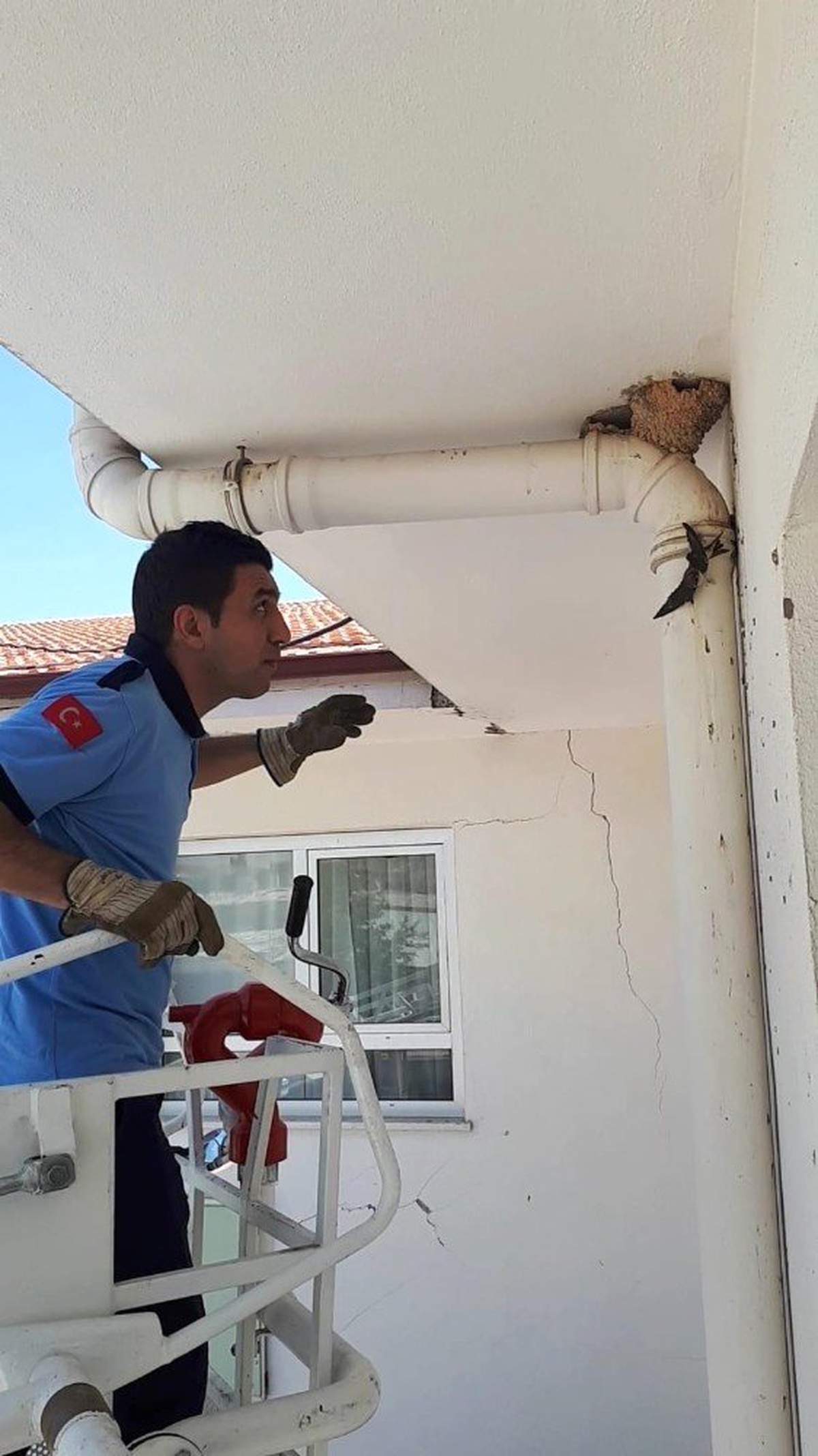 Binanın çatı kısmındaki boruya sıkışan kırlangıcı itfaiye kurtardı