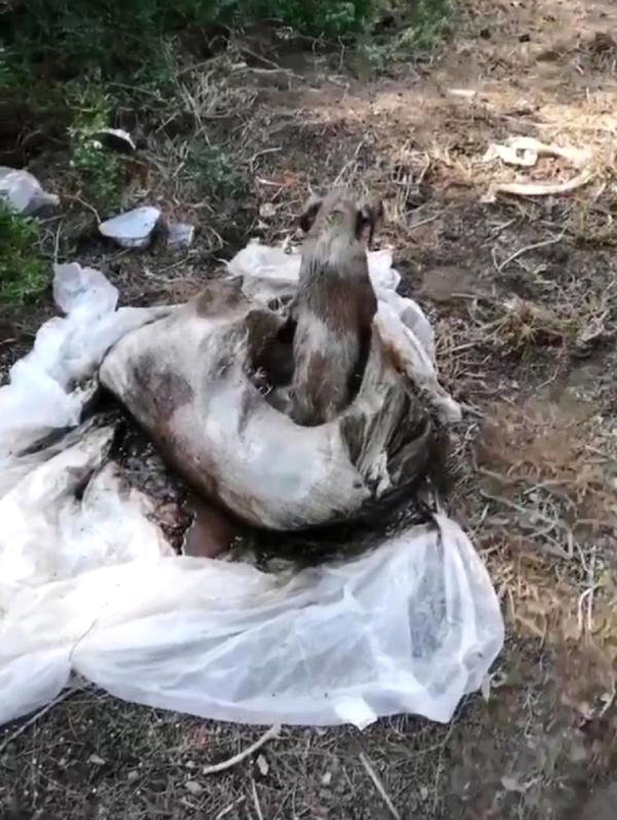 Çuval içinde yaralı bulunan yavru köpek uyutuldu