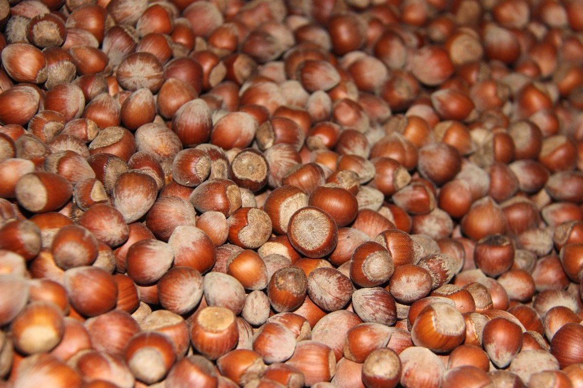 Düzce\'den Avrupa\'ya beş ayda 3 bin 758 ton iç fındık ihraç edildi