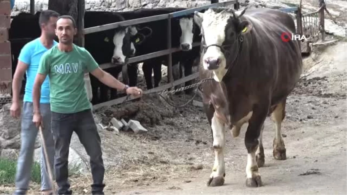 İki buçuk yaşında bir buçuk ton ağırlığa ulaştı