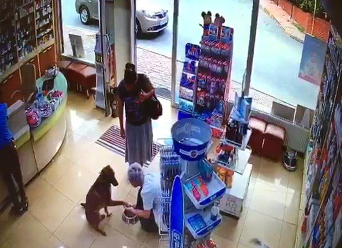 (Özel) Yaralı köpek patisini kaldırarak eczacıdan adeta yardım istedi