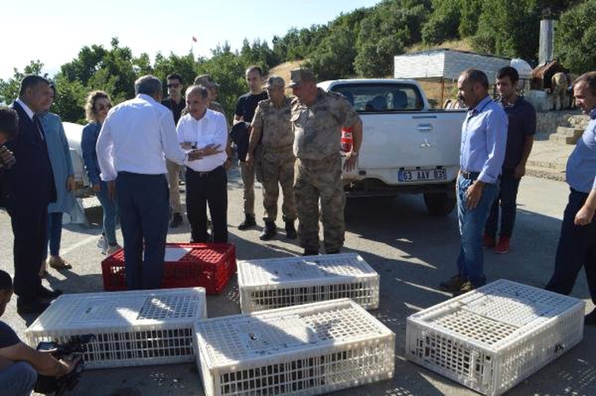 Şırnak\'ta kınalı keklikler doğaya salındı
