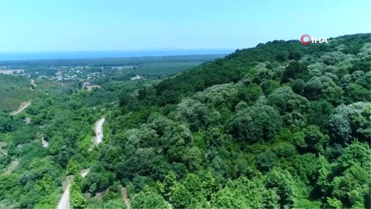 Türkiye\'nin en büyük ıhlamur ormanlarında hasat başladı...Ihlamur ormanları havadan görüntülendi