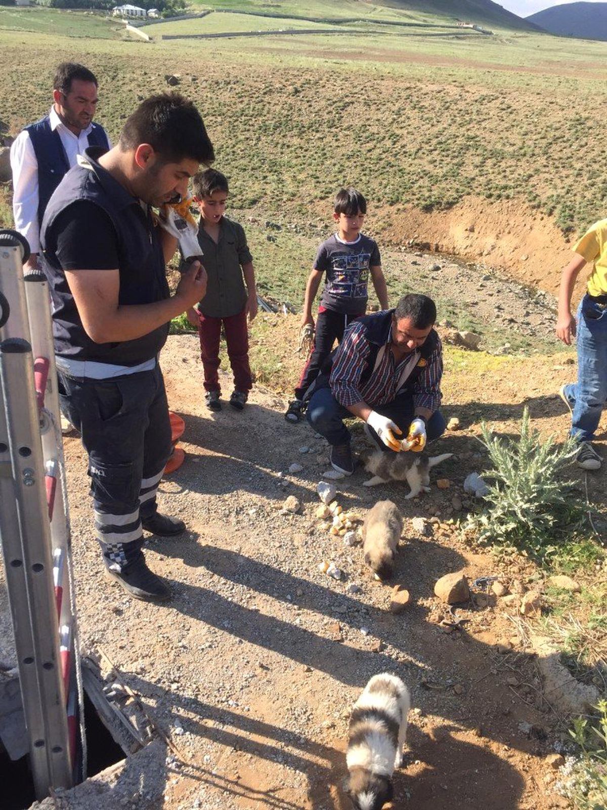 Van\'da köpek kurtarma operasyonu