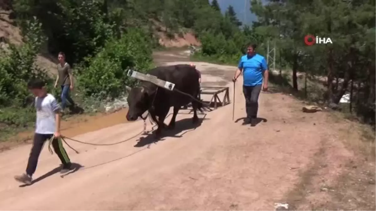 Artvin\'de boğalar Kafkasör festivali öncesi kampa girdi