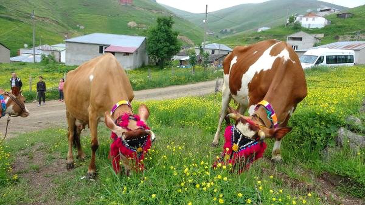 Karadeniz\'de yayla göçü geleneği yaşatılıyor