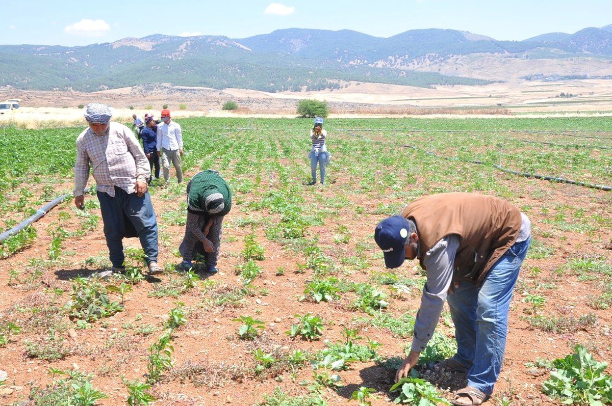Kırmızı Biber üreticilerinden fiyat uyarısı