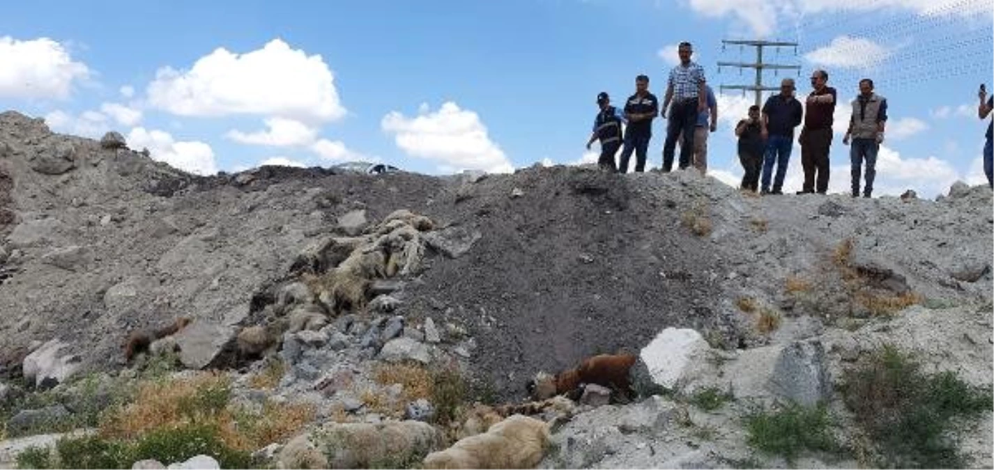 Konya\'da, arazide bulunan 15 köpek ölüsüyle ilgili suç duyurusu