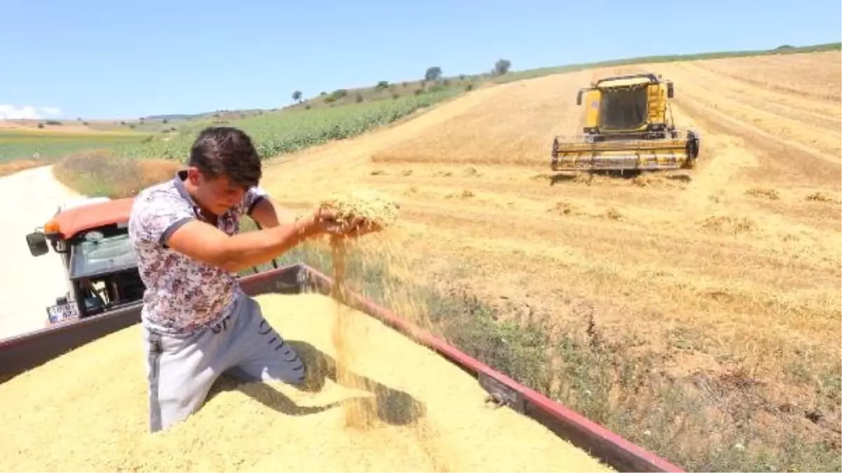 Yağmur yağışının sona ermesiyle buğday hasadı yeniden başladı