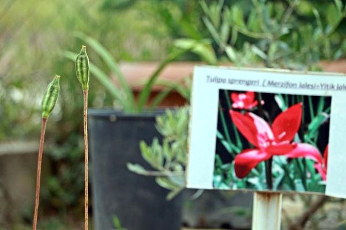 123 yıl sonra yerinde açan \'yitik lale\'yi dolu vurdu