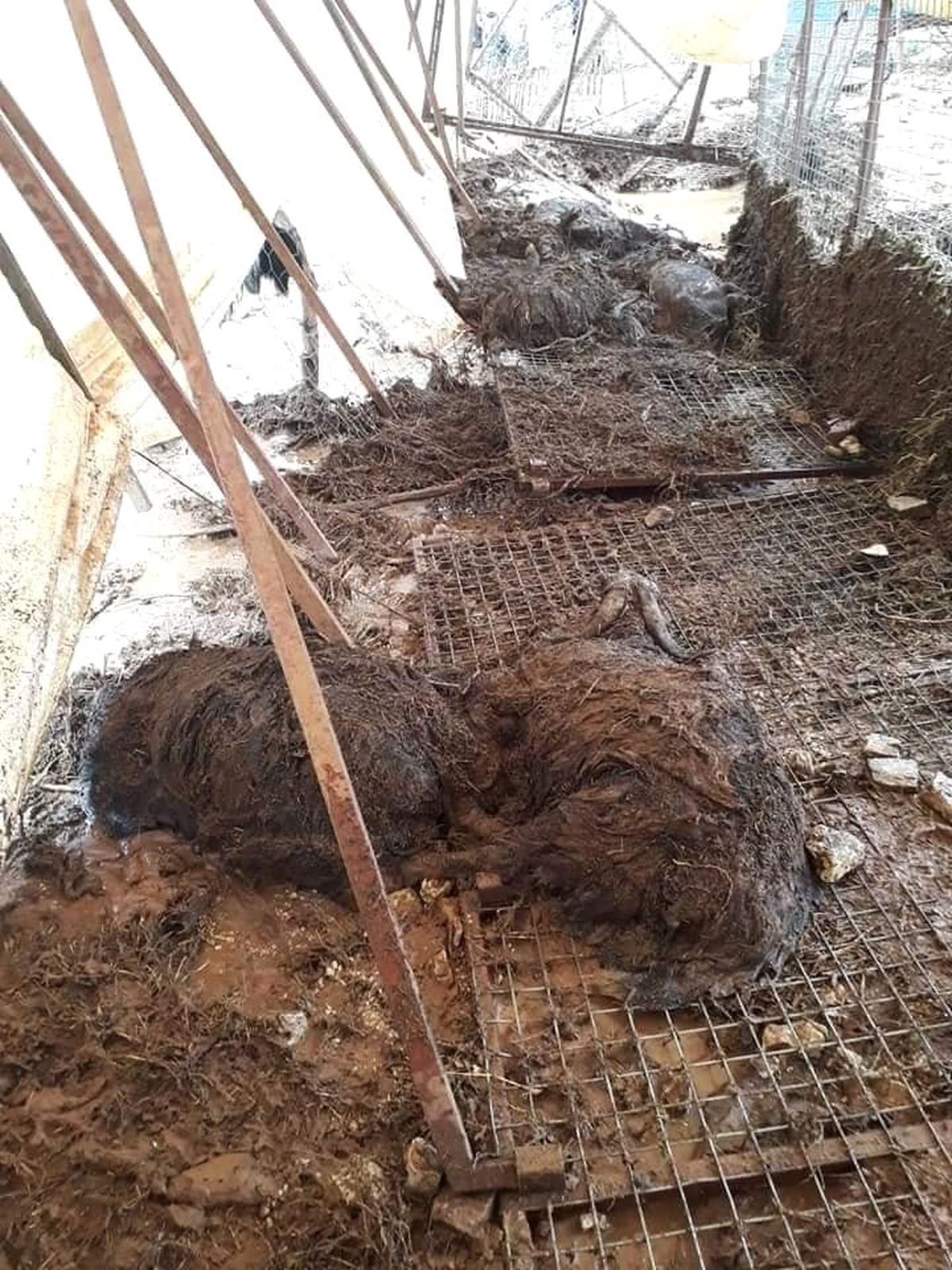 Antalya\'da selde 10 küçükbaş hayvan telef oldu