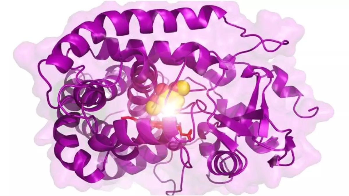 Bitkisel Atıklardan Dayanıklı Ürünler Elde Edilmesine Yarayan Bir Enzim Geliştirildi