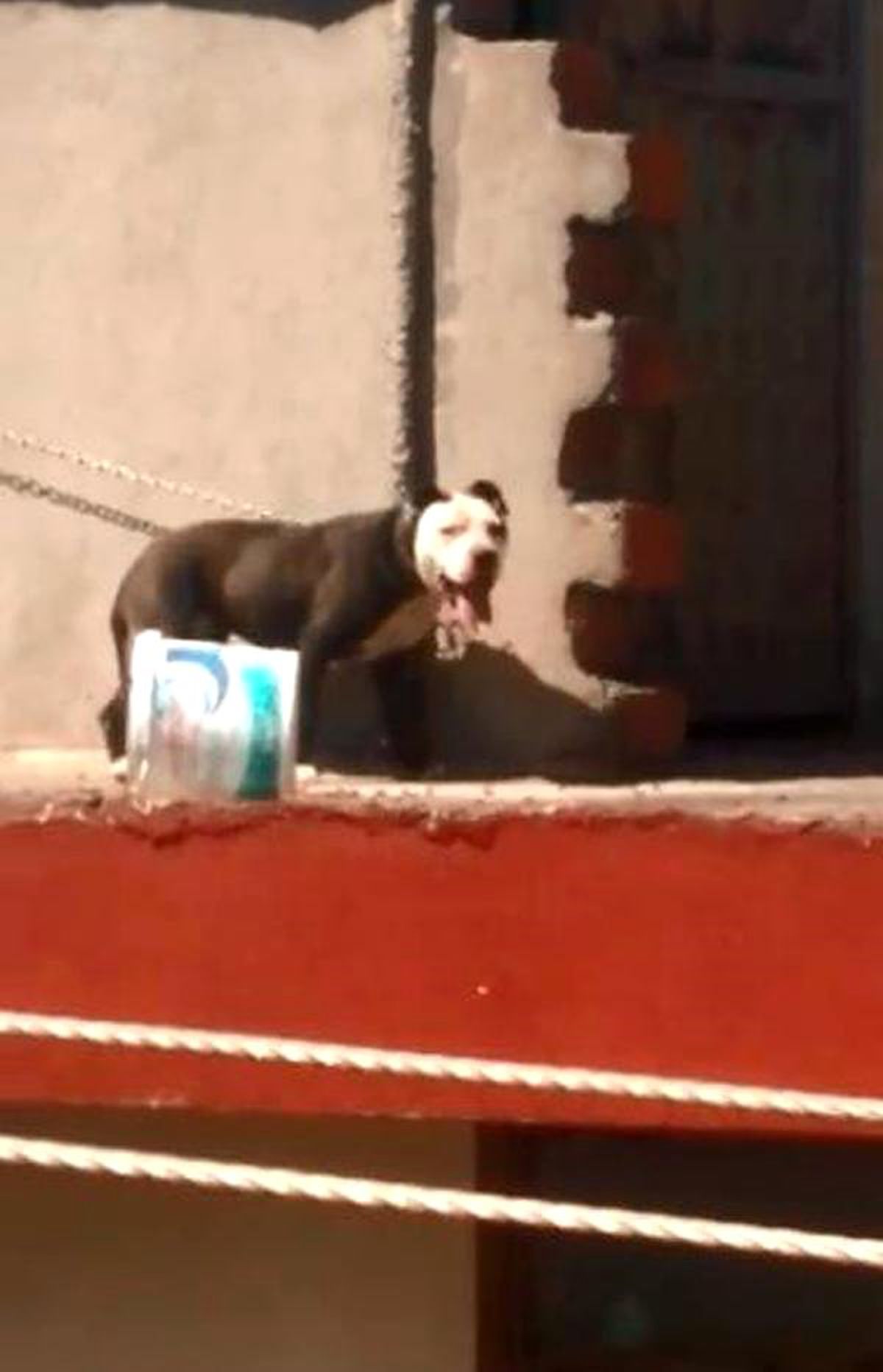 Çatıya bağlanan pitbull\'un sıcakta zor anları