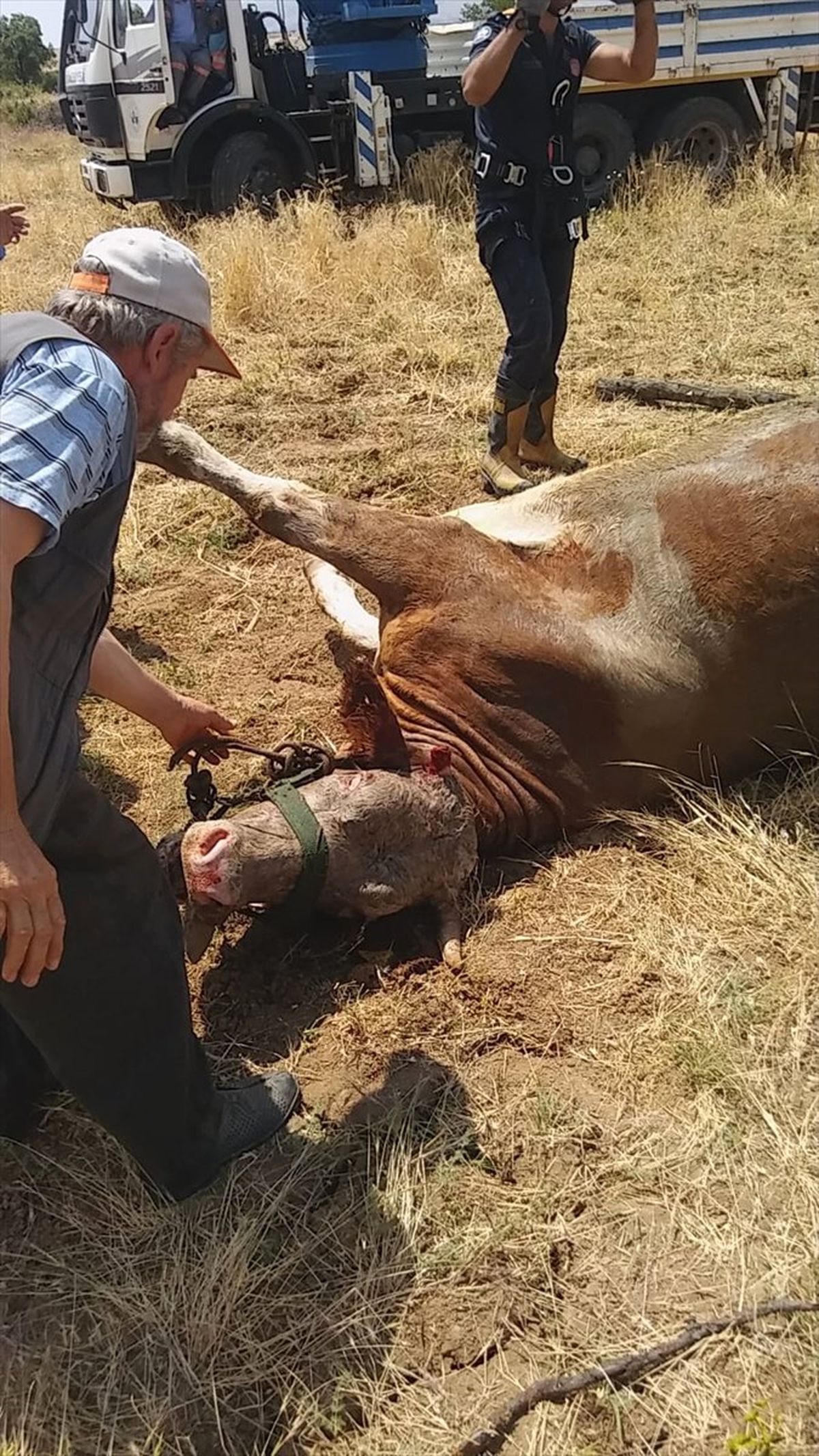 Elazığ\'da kuyuya düşen inek kurtarıldı