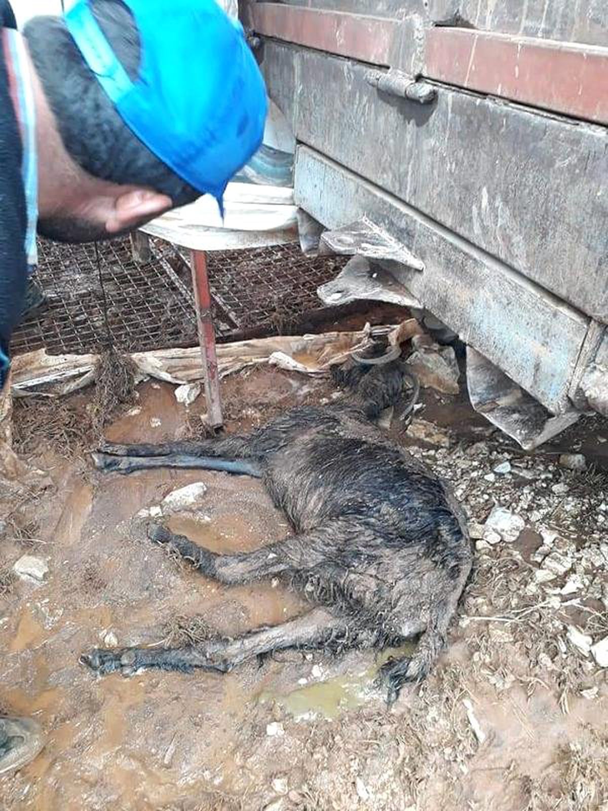 Elmalı\'daki selde 11 küçükbaş telef oldu