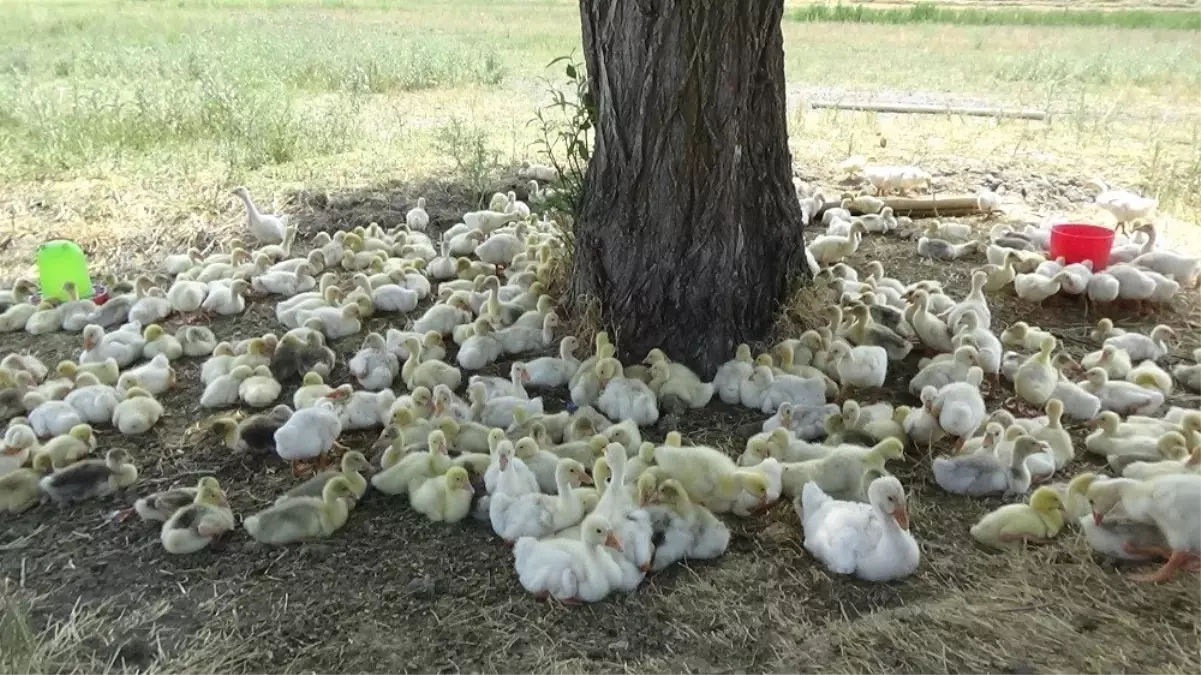 Fabrika gibi kaz üretimi yapıyorlar