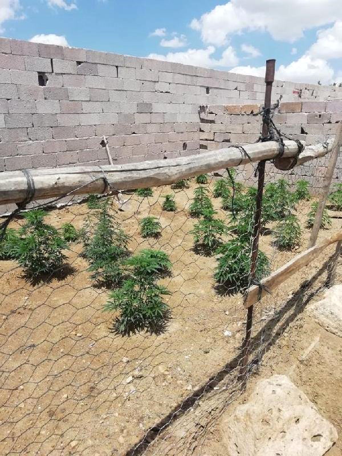 Jandarma, bağ evinde 300 kök Hint keneviri ele geçirdi
