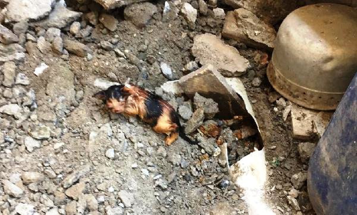 Kanalizasyon borusuna sıkışan yavru kediyi itfaiye ekipleri kurtardı