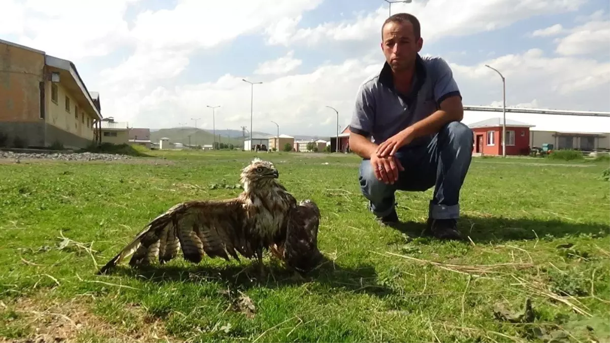 Kars\'ta yol kenarında yaralı kızıl şahin bulundu