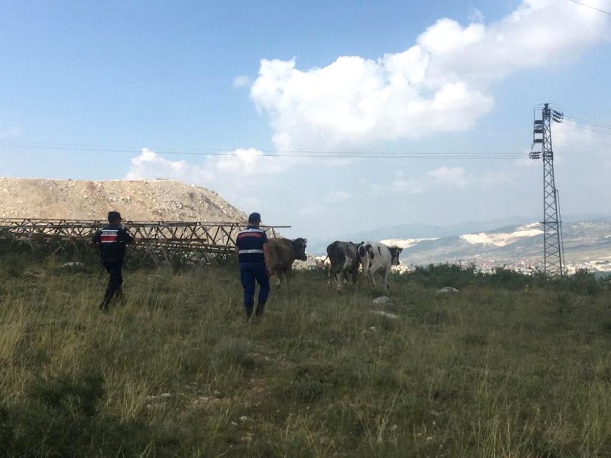 Kayıp inekler drone ile bulundu