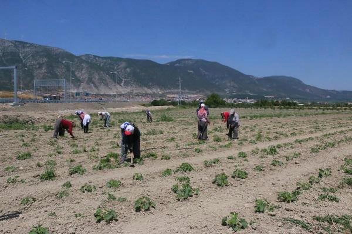 Kırkağaç kavunu üreticinin yüzünü güldürecek