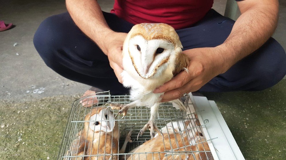 Mahalleyi tedirgin eden esrarengiz sesin sırrı çözüldü