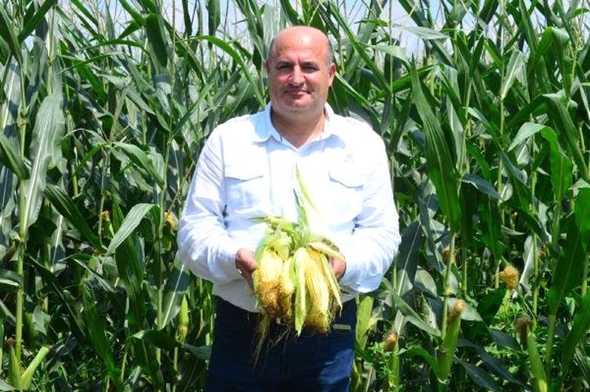 Mısır rekoltesi çiftçinin yüzünü güldürecek