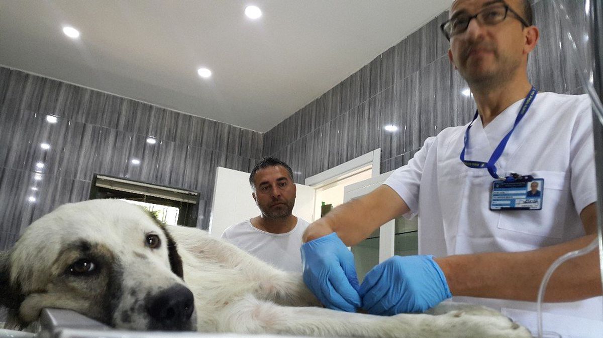 (Özel) Vicdansız sürücü çarpıp olay yerinde bıraktı, Büyükşehir hayata döndürdü