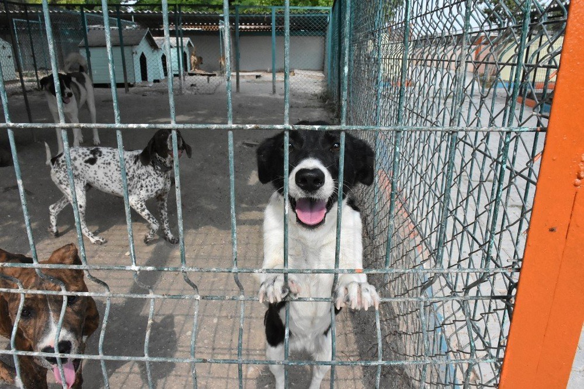 Tarsus\'taki köpek bakım ve ıslah evinde tadilat yapıldı