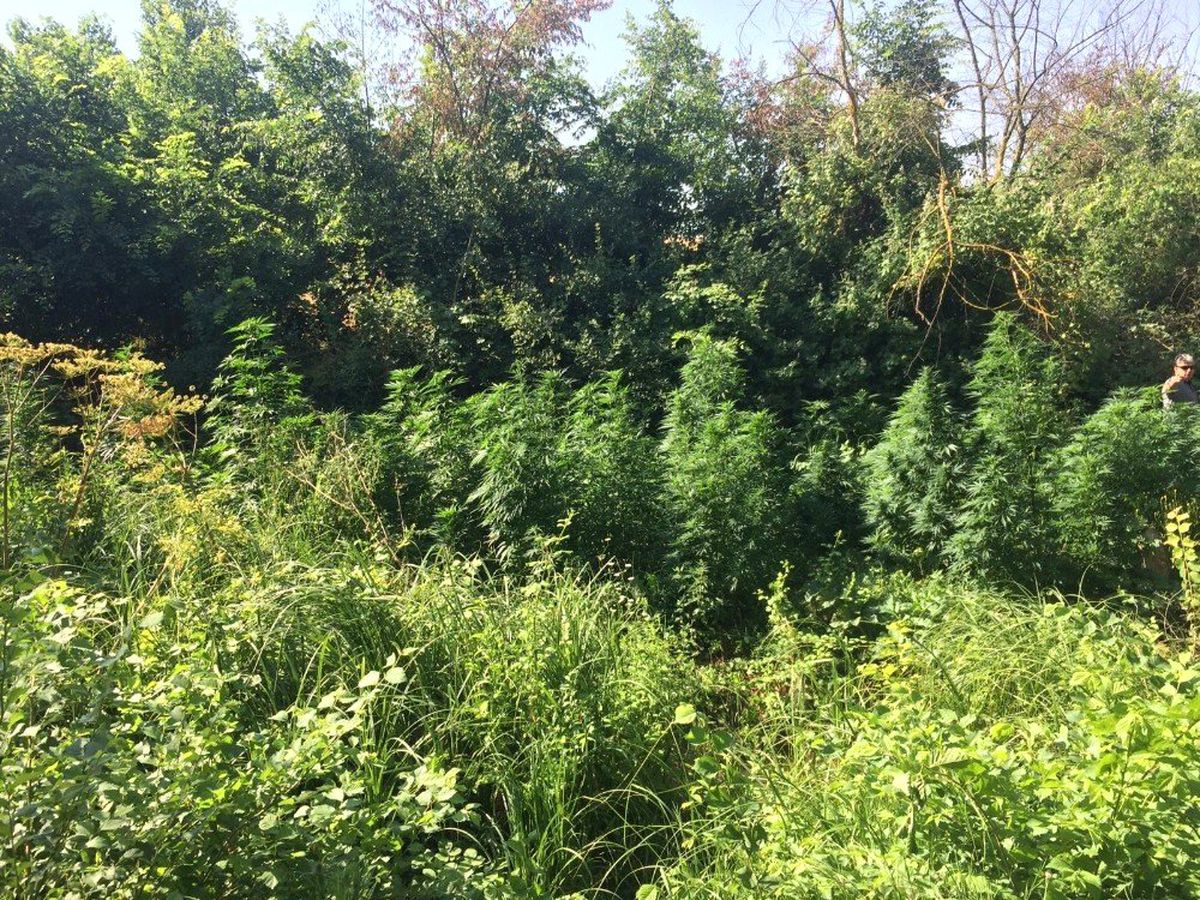 Tekirdağ\'da bin 37 kök Hint keneviri ele geçirildi