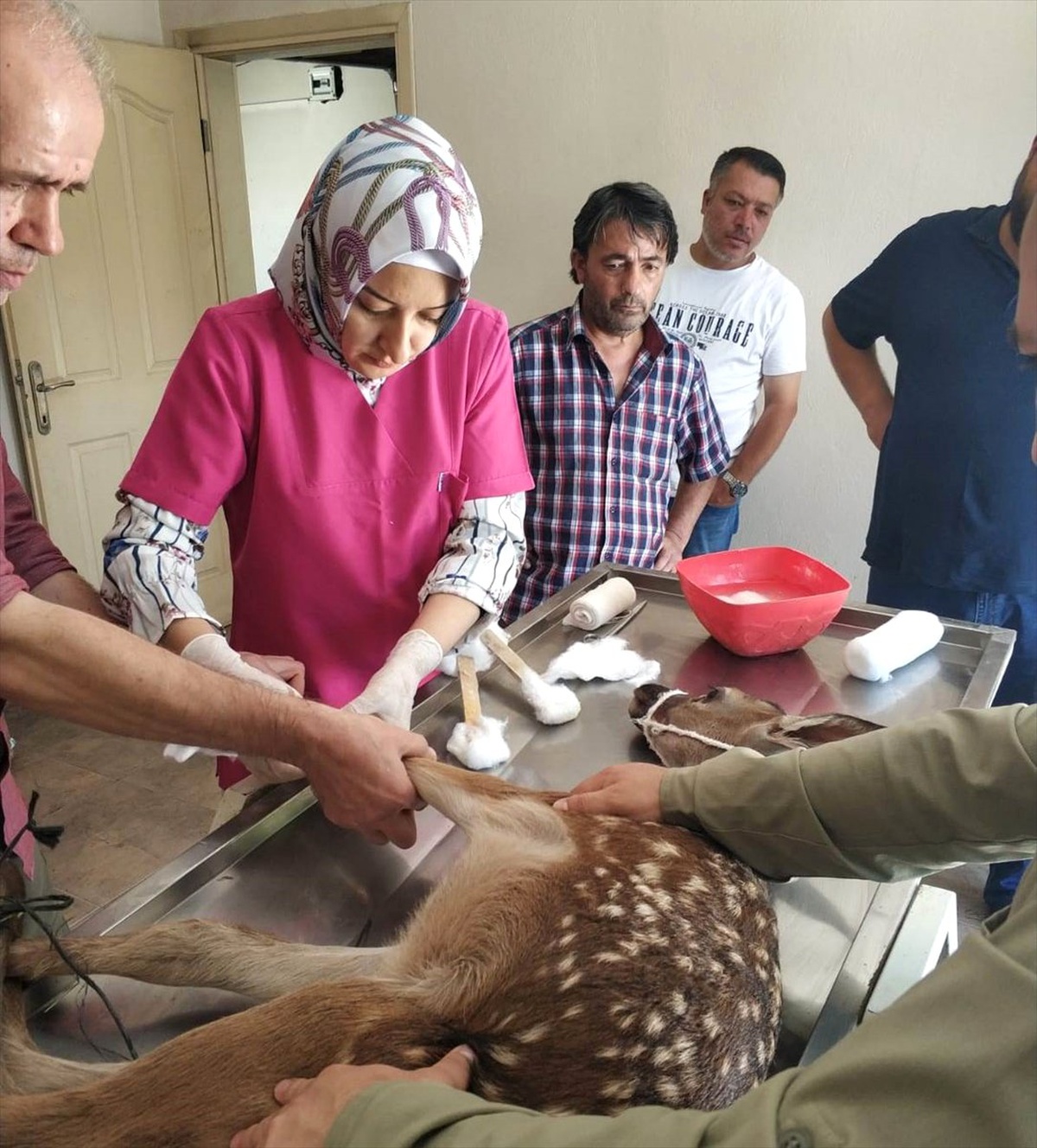 Yaralı geyik yavrusu tedavi altına alındı