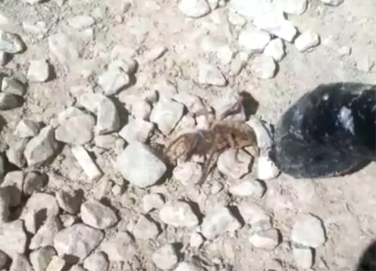 Yüksekova’da sarıkız örümceği görüldü Son Dakika