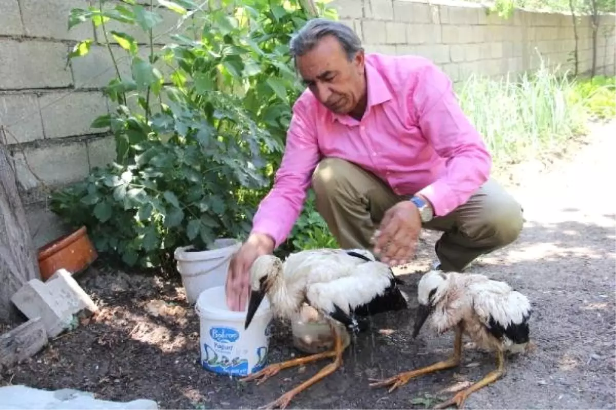 Yuvadan düşen yavru leylekler yerine bırakıldı