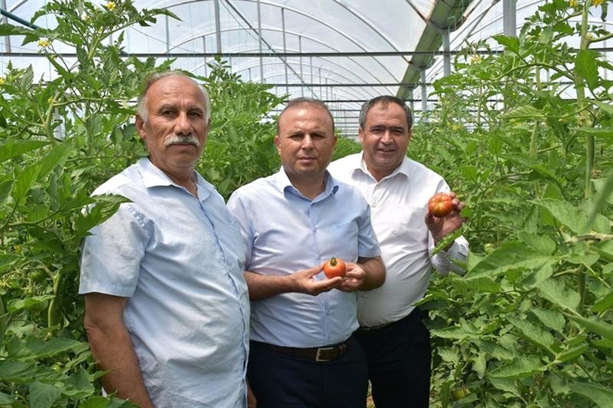 Aksaray\'da sera ürünlerinin hasadı başladı