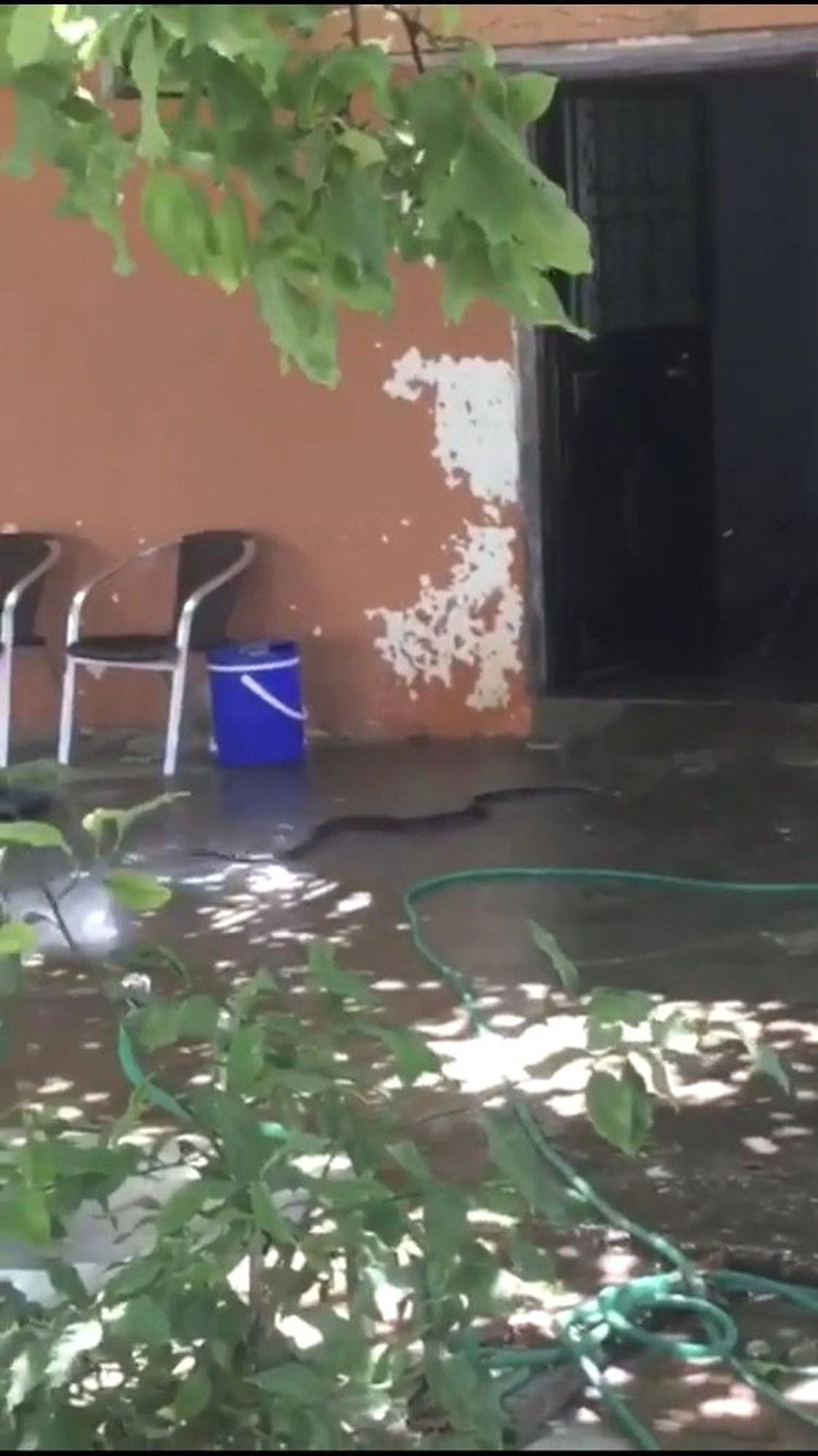 Antalya\'da evden çıkan 2 metrelik yılan paniğe sebep oldu