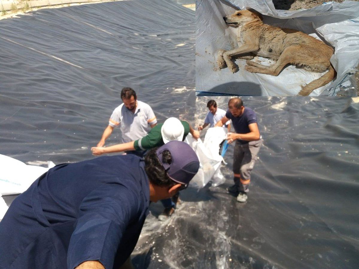 Baraj inşaatında mahsur kalan köpek kurtarıldı