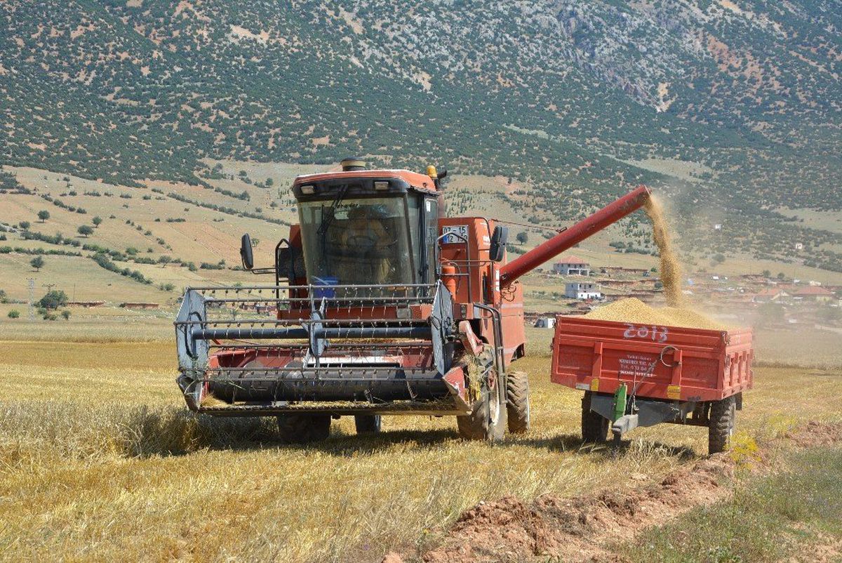 Buğday hasatı başladı