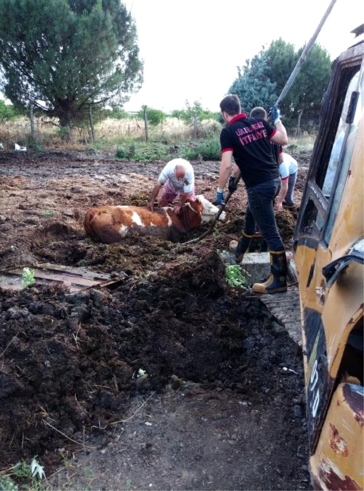 Çamura saplanan ineği itfaiye kurtardı